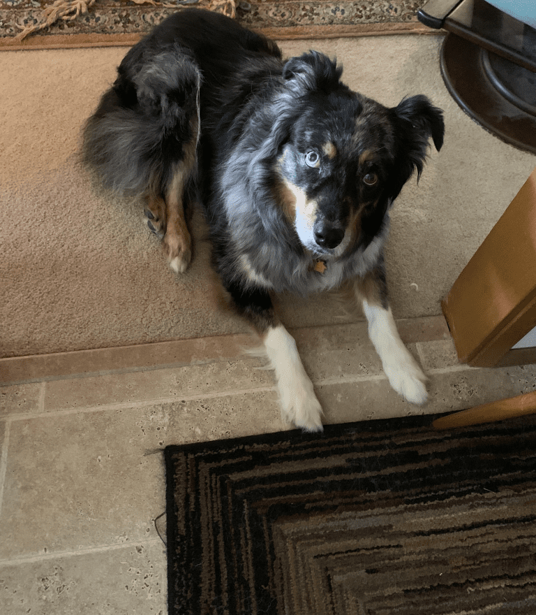 picture of australian shepherd dog